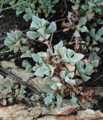 Oscularia